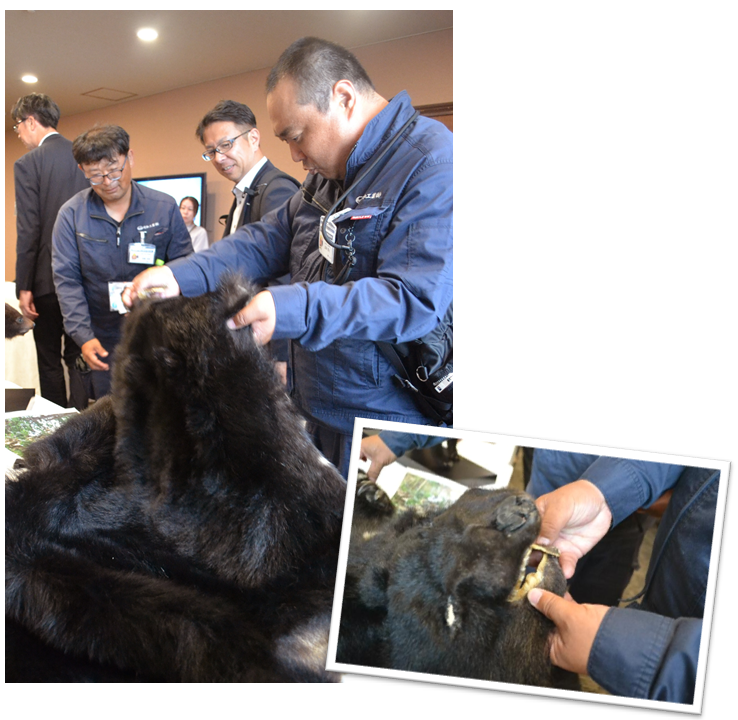 ツクノワグマ展示品